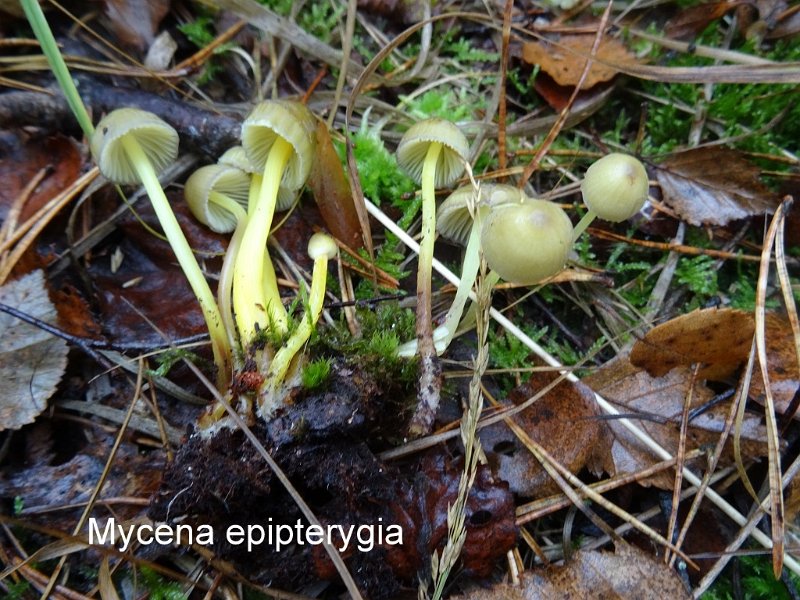 Mycena epipterygia-amf1324.jpg - Mycena epipterygia ; Nom français: Mycène des fougères